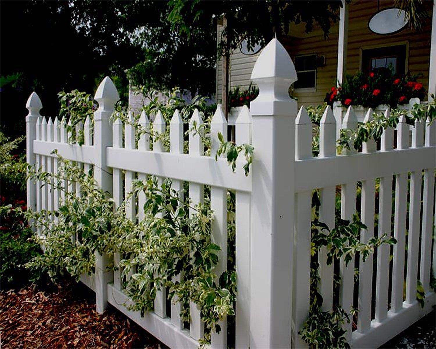 White vinyl picket fence corner with climbing plants